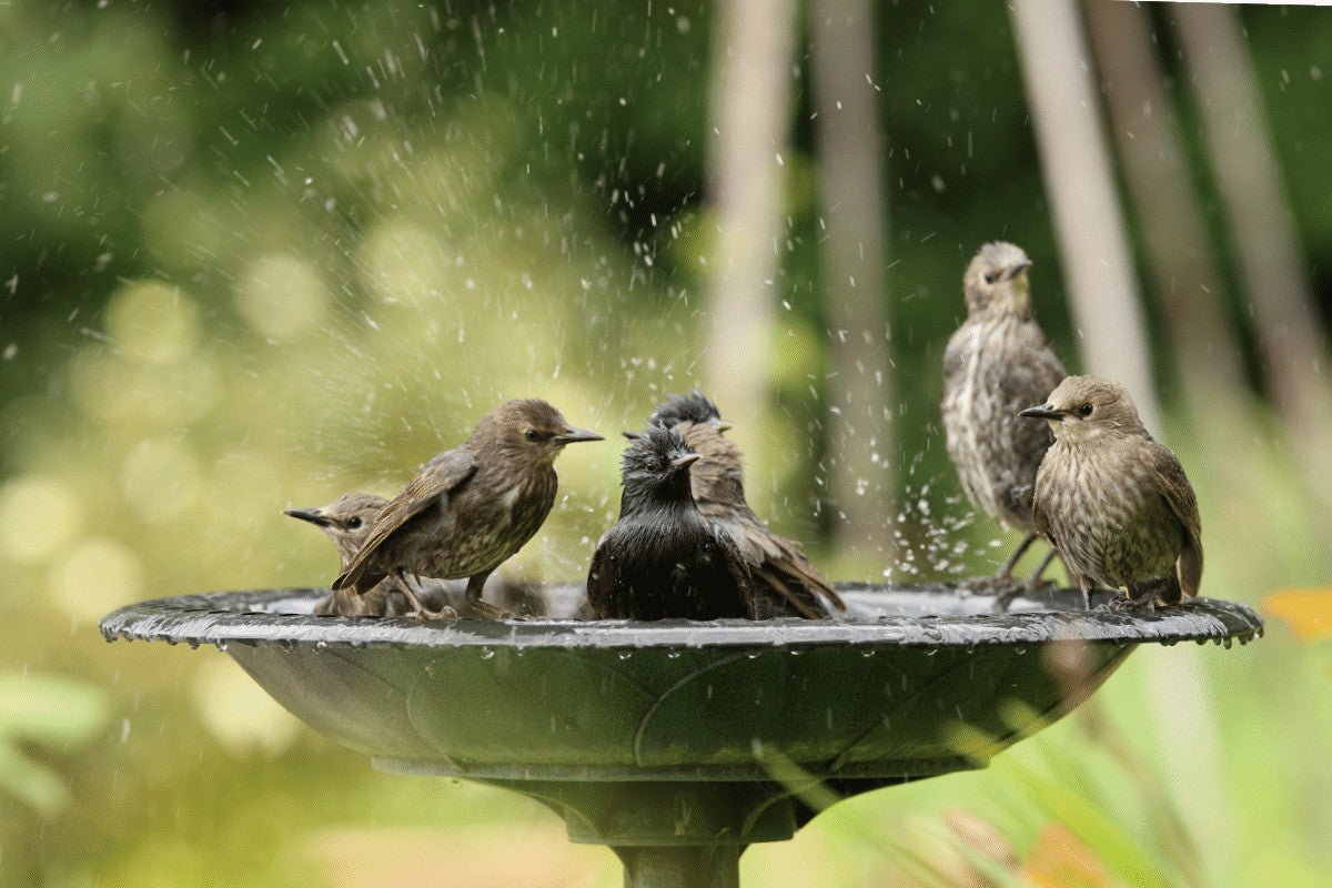 Where to Place a Bird Bath