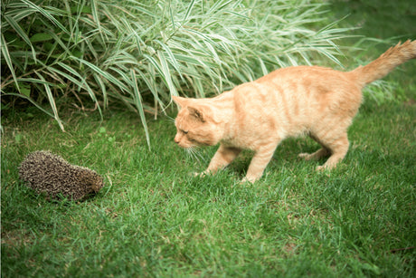 Will Cats Attack Hedgehogs?