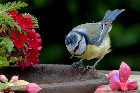 How to Get More Wild Birds Into Your Garden Easily. Part 1