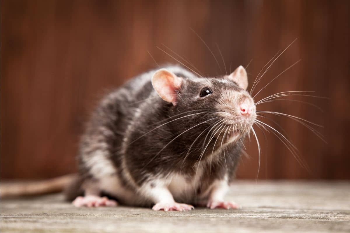 How To Keep Rodents Out of Your Enclosure