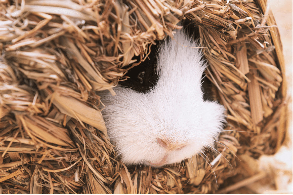 Everything You Ever Wanted To Know About Your Guinea Pig Sleeping