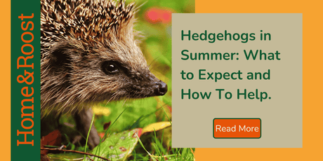 Hedgehogs In Summer - What To Expect and How To Help
