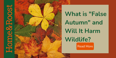 What is "False Autumn" and Will It Harm Wildlife?