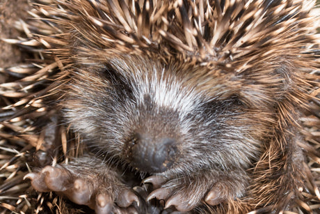 Why Do Hedgehogs Hibernate?