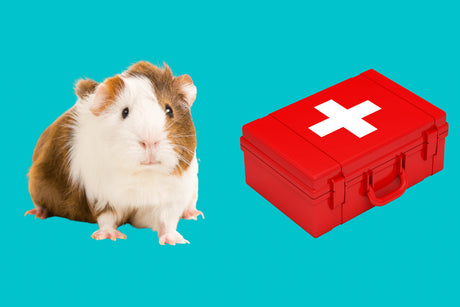 Guinea Pig First Aid Kit | Why You Need One and Essentials To Keep In It