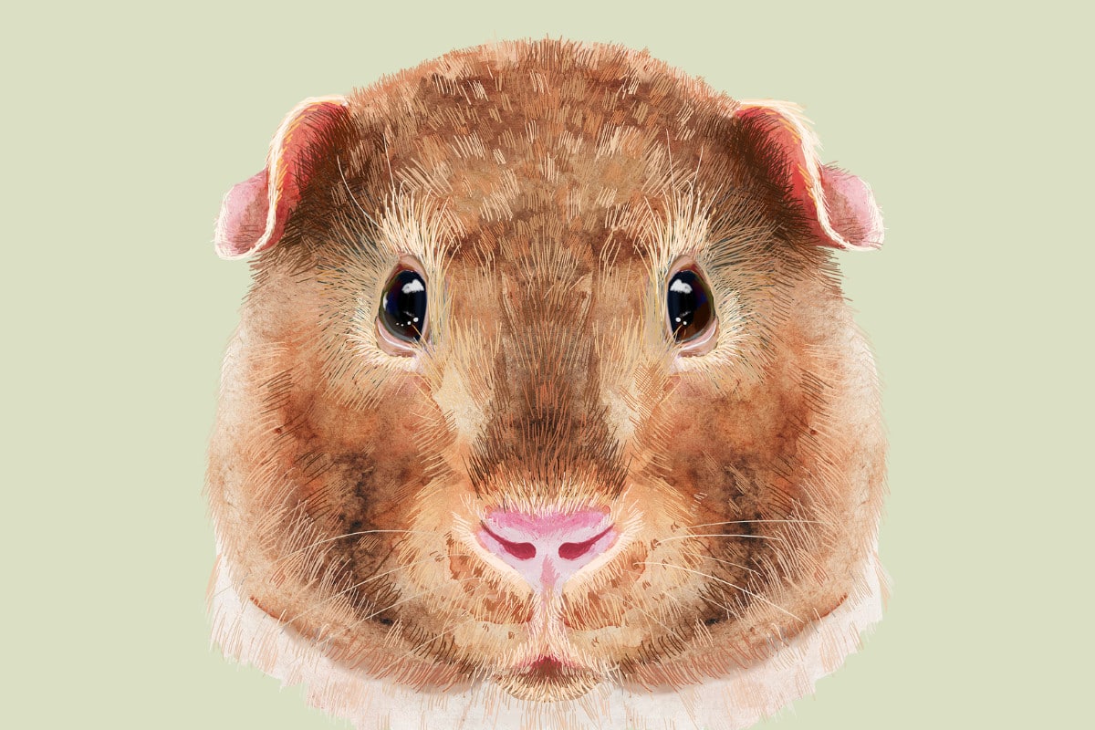 The Teddy Guinea Pig | Breed Facts and Essential Care Guide