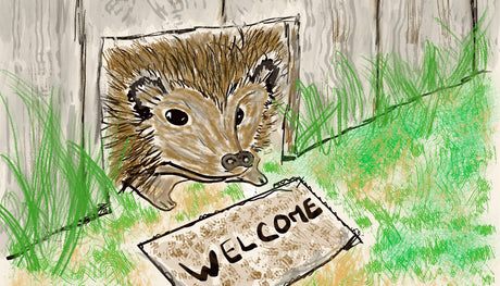 How To Encourage Hedgehogs
