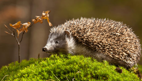 How Many Hedgehogs in The UK? Not Enough!