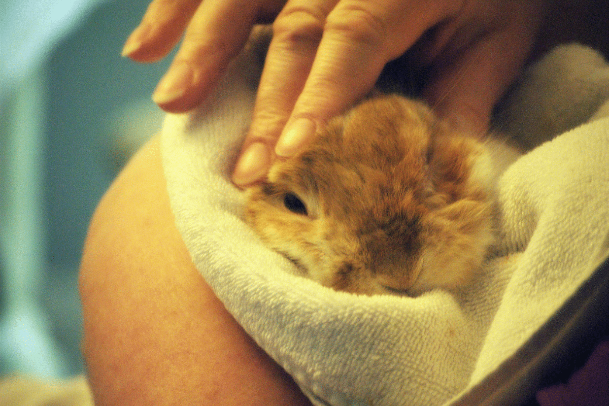 How to Remove Ticks Safely From Small Pets