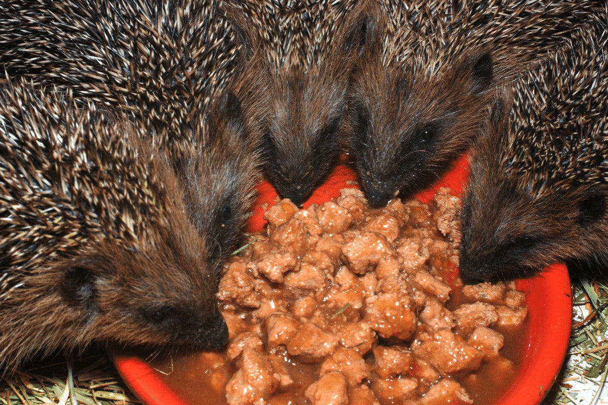 How to Set Up a Hedgehog Feeding Station