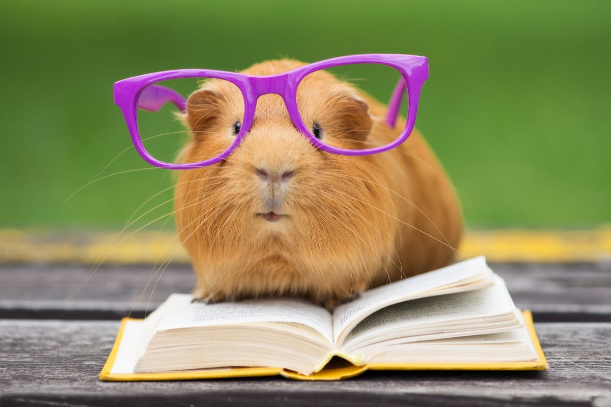 The 5 Animal Welfare Rights And Your Guinea Pig