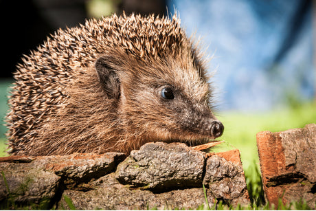 Why Are Hedgehogs Important? 6 Good Reasons Why Hedgehogs Are Special
