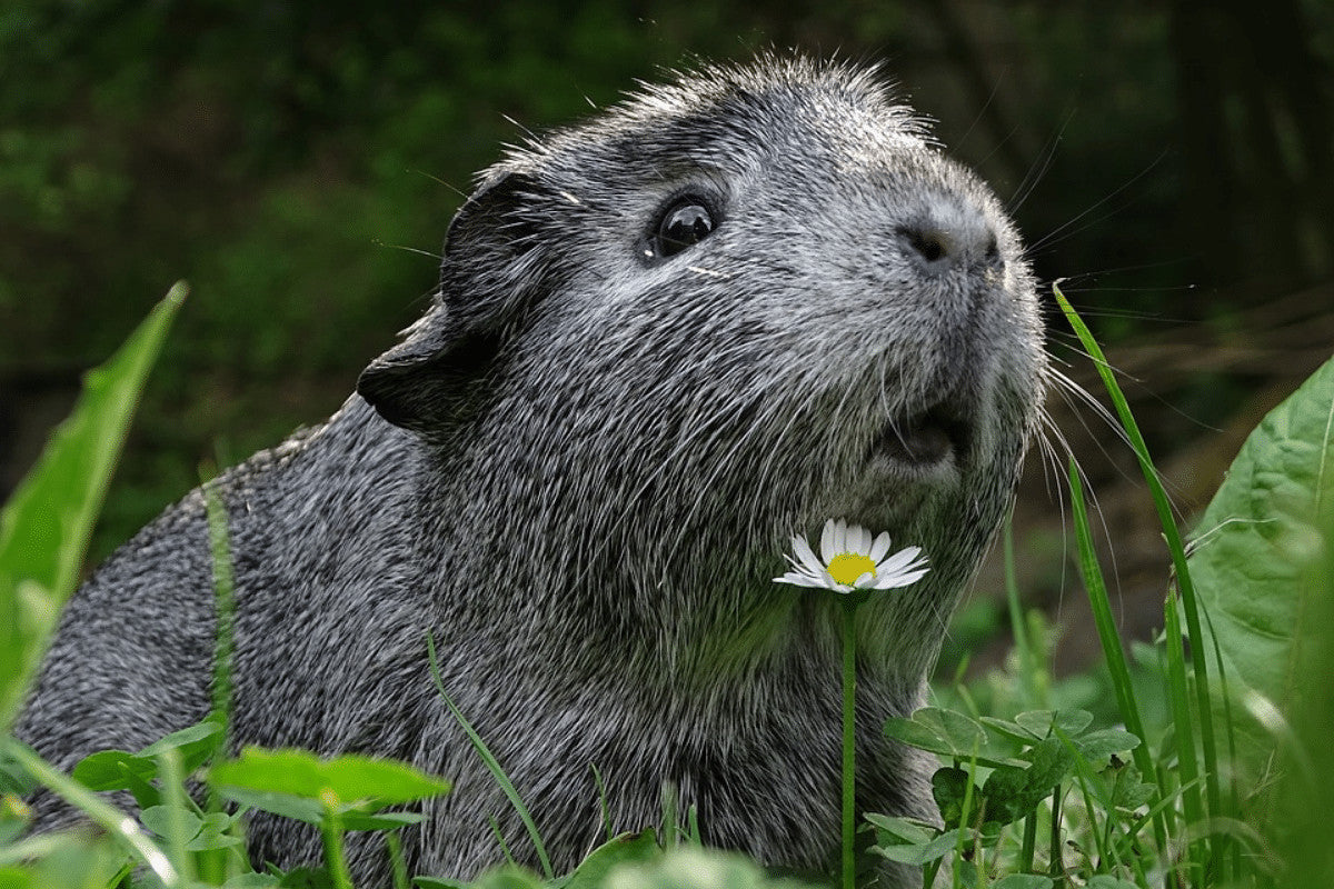 Is It OK to Put Guinea Pigs On Wet Grass?