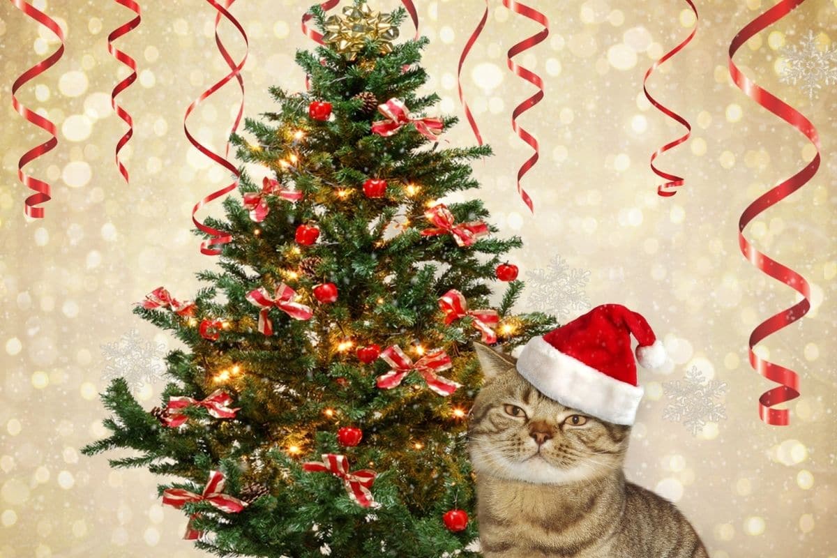 Cats and live christmas trees best sale