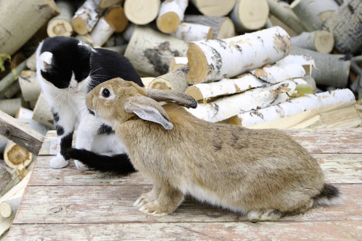 Can Cats and Rabbits Get Along? Can They Live In Safety Together – Home &  Roost