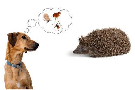 Will Hedgehogs Give Fleas to My Pets?
