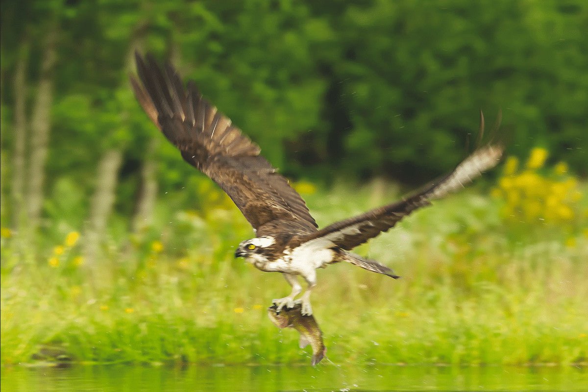 Birds Of Prey UK | Your Essential Guide To Britain's Top 10 Raptors