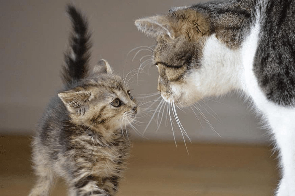 When Do Cats Stop Growing?