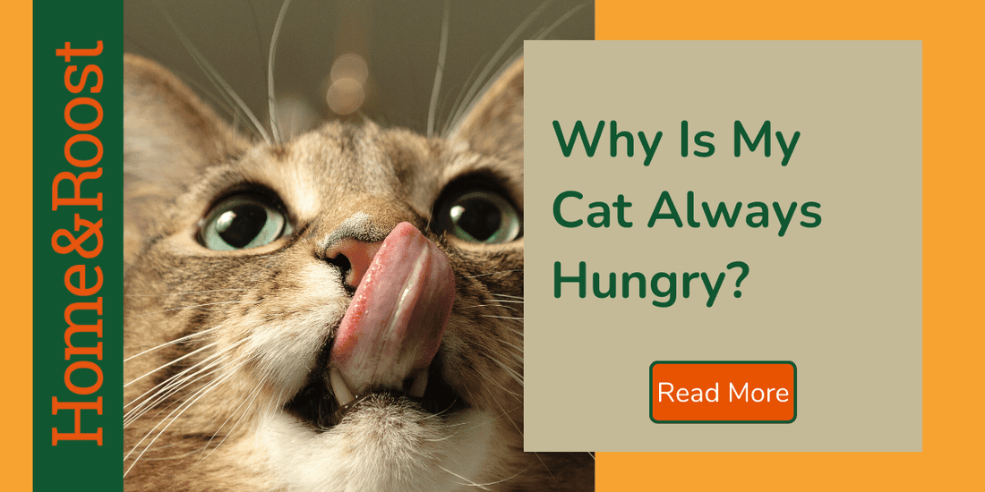 Why Is My Cat Always Hungry?