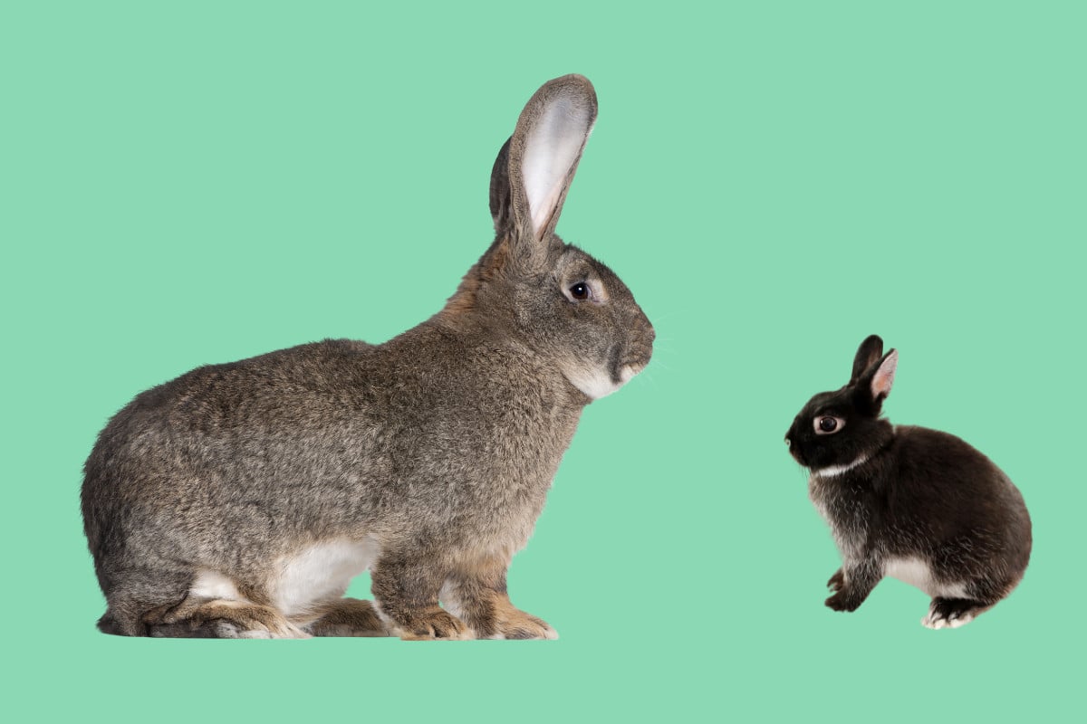 How Big do Rabbits Get? | Meet the Worlds Biggest and Smallest