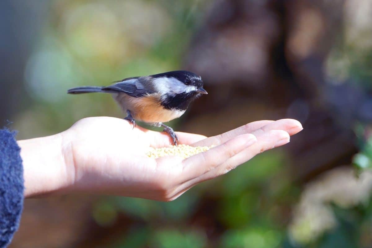 Should You Feed Garden Birds All Year Round? Yes Please! Top 5 Foods to Offer Birds