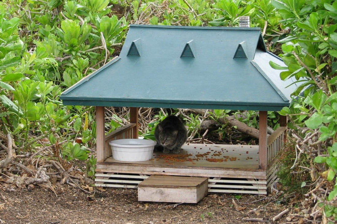How To Make an Outdoor Cat Shelter | It's Easier Than You Think!