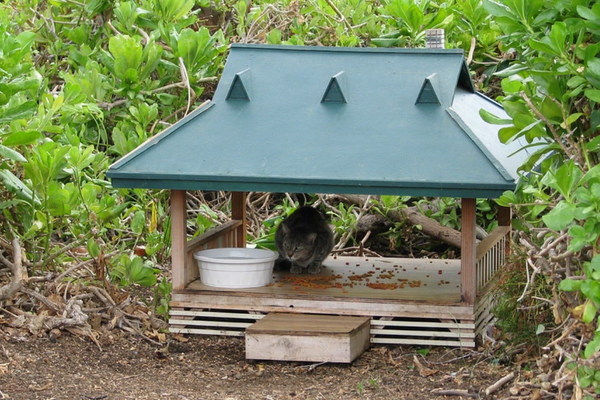 How To Make an Outdoor Cat Shelter | It's Easier Than You Think!
