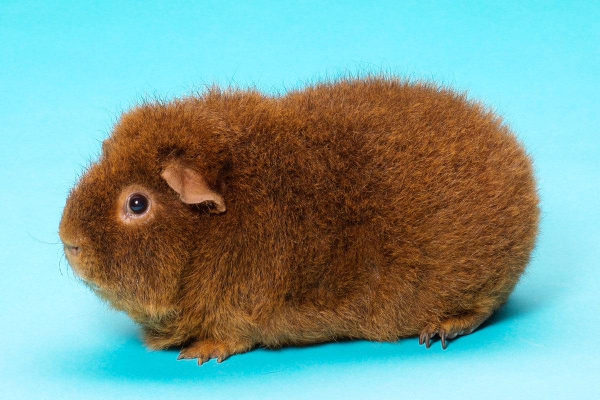 Black fashion teddy guinea pig