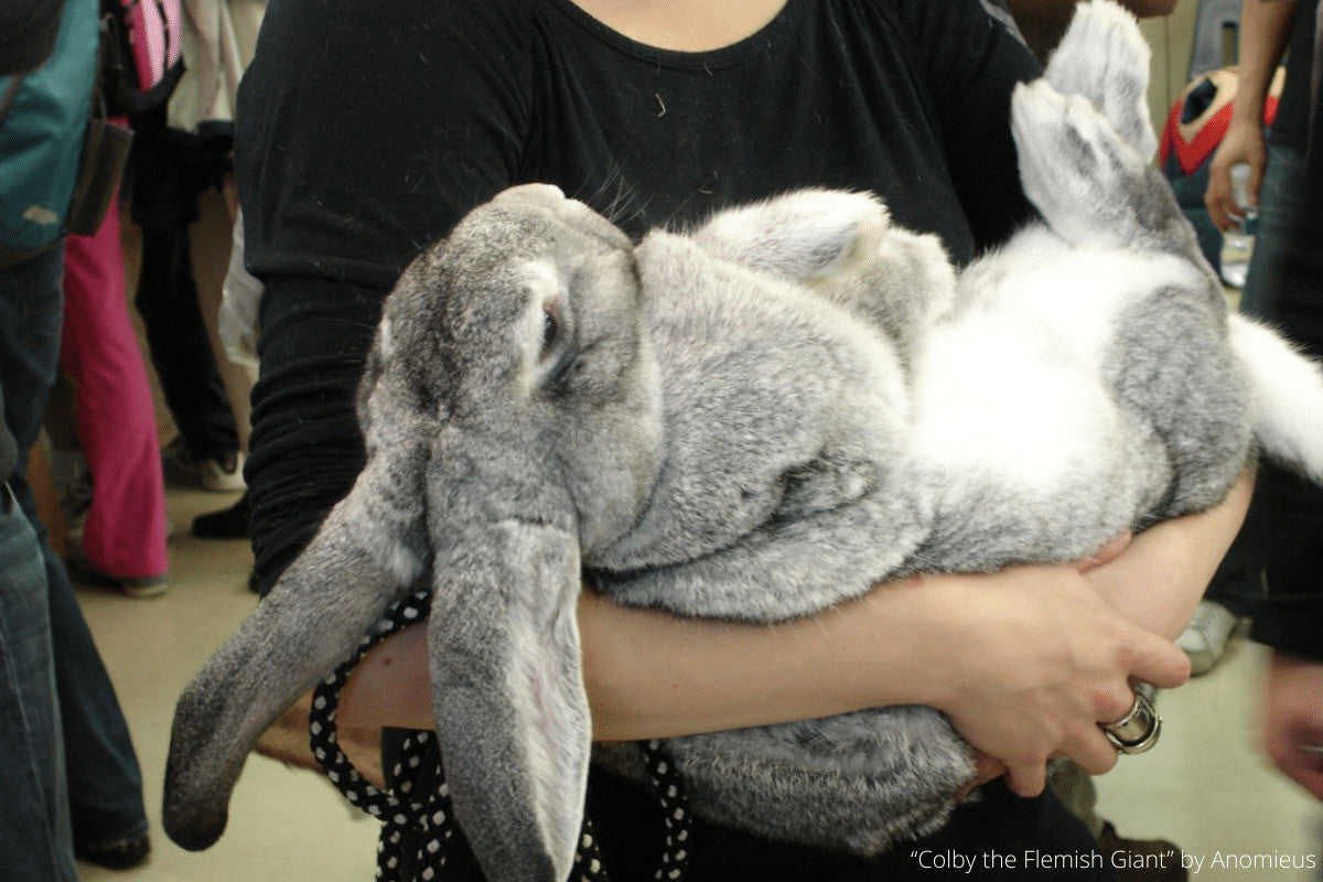 Flemish Giant Rabbits - The Ultimate Guide