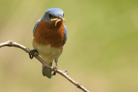 Which Birds Eat Mealworms?