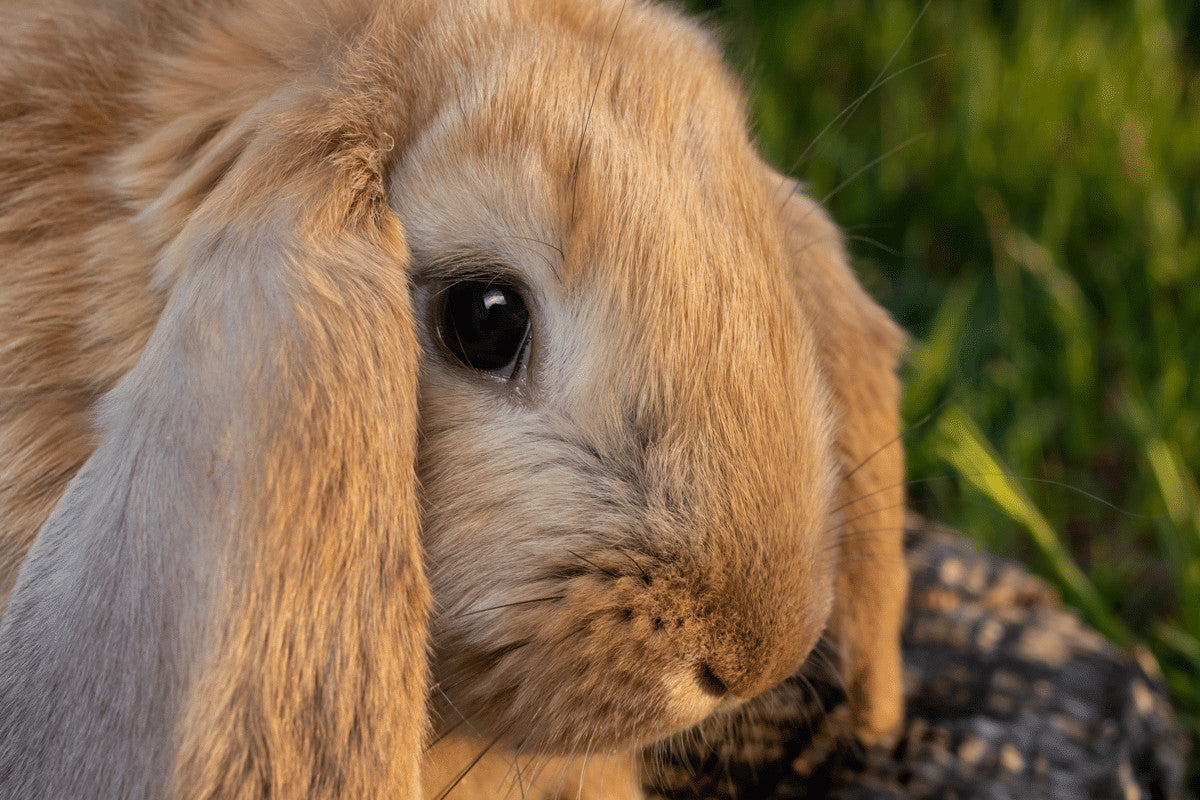 The French Lop Rabbit – Home & Roost