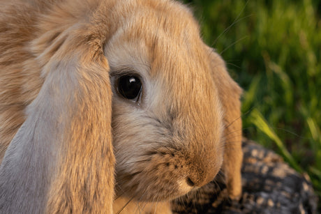The French Lop Rabbit