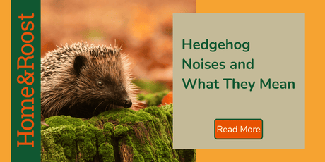 Hedgehog Noises and What They Mean