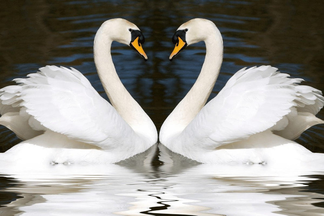 How Do birds Mate?