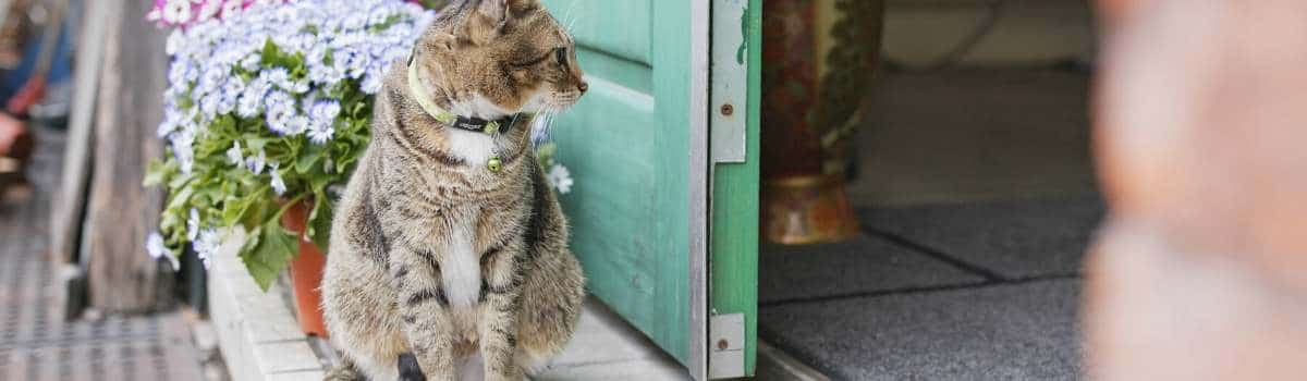 What is the Average Cost of Microchipping  Cats UK?