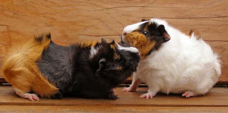 Why Guinea Pigs Fight and What To Do About It