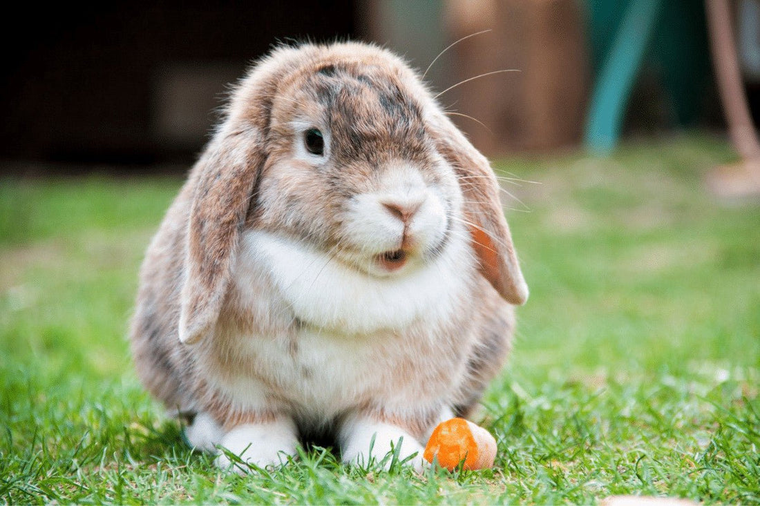 Is My Rabbit Bored? How To Spot the Danger Signs and  Help