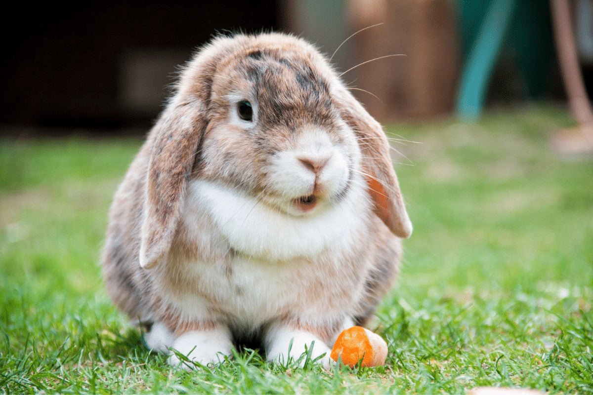 Is My Rabbit Bored? How To Spot the Danger Signs and  Help