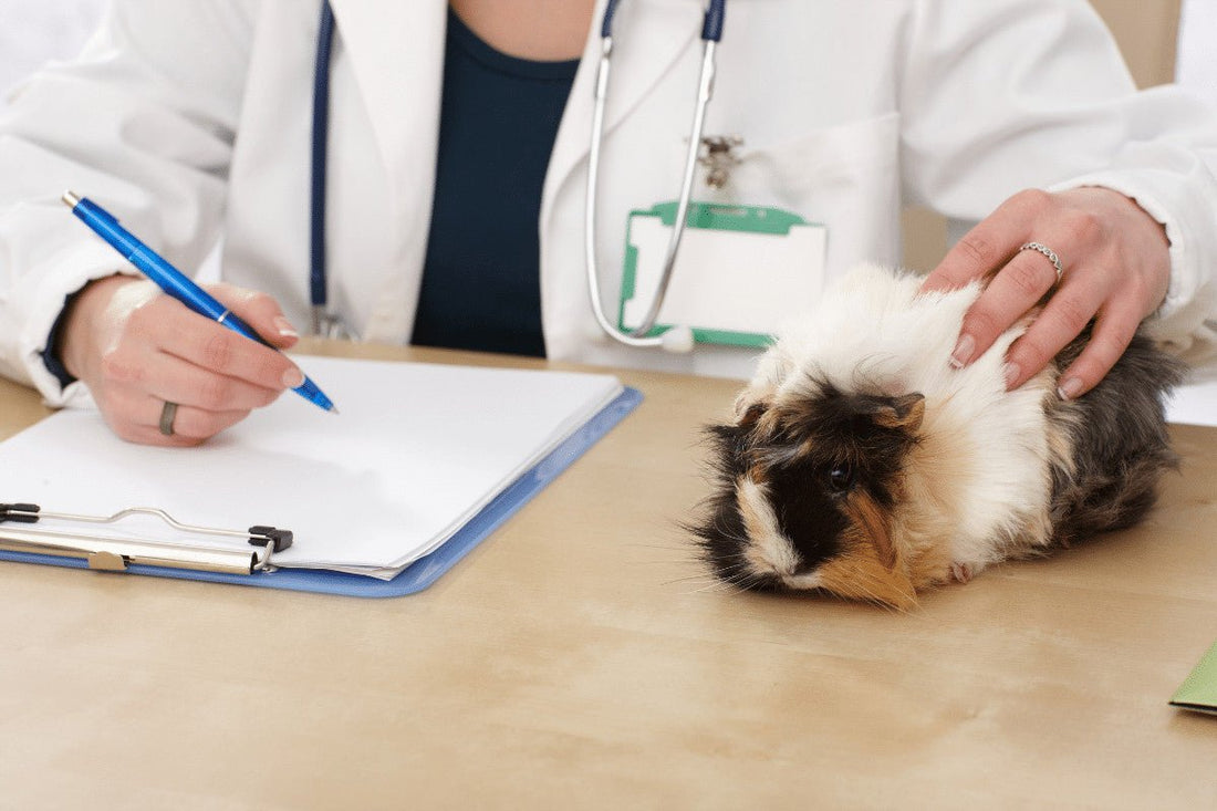 Should I Neuter My Guinea Pig and What Will It Cost?