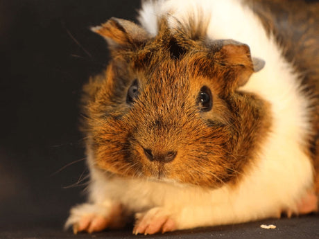 How Long Do Guinea Pigs Live? Help Your Pet Have A Long Happy Life