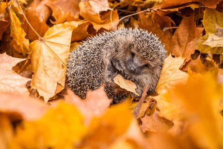Watch Out for Autumn Juveniles