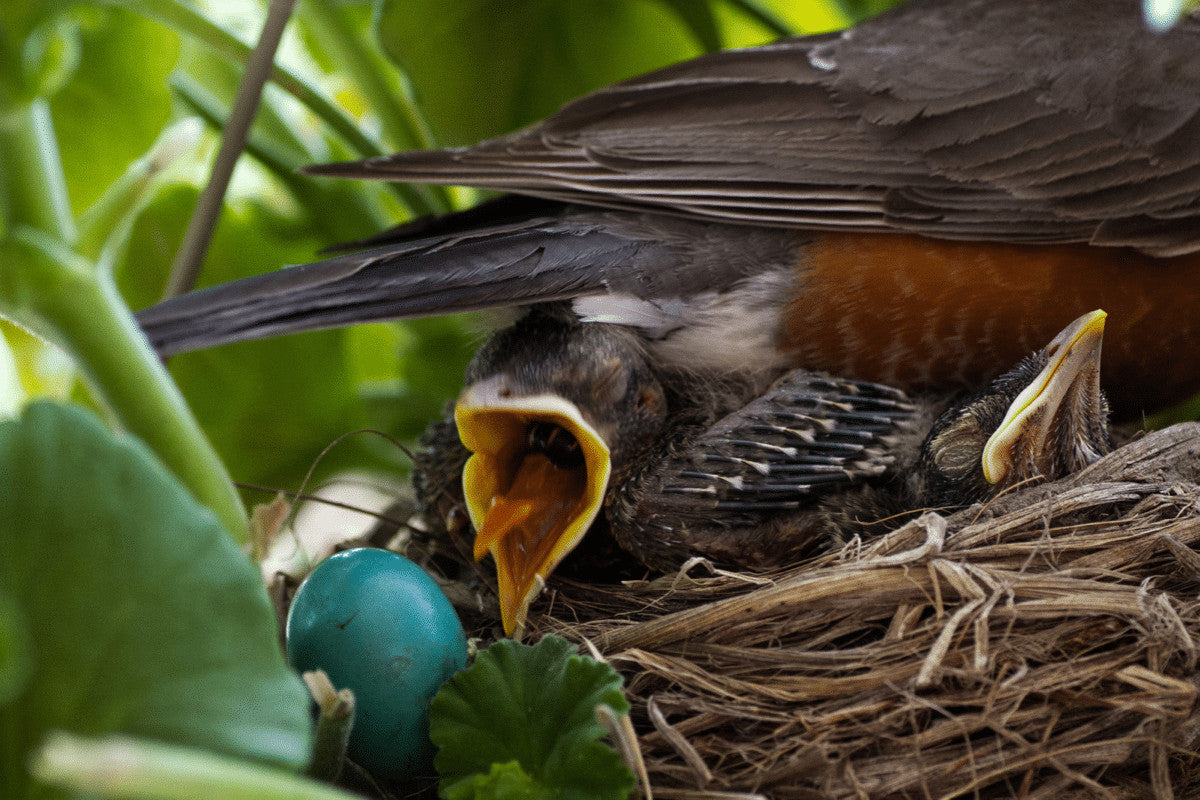 Will Hedgehogs Harm Ground Nesting Birds? | Do They Attack Chicks?