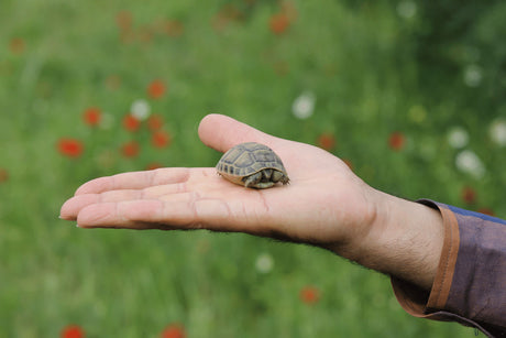 The Egyptian Tortoise (Testudo kleinmanni) | Your Essential Guide