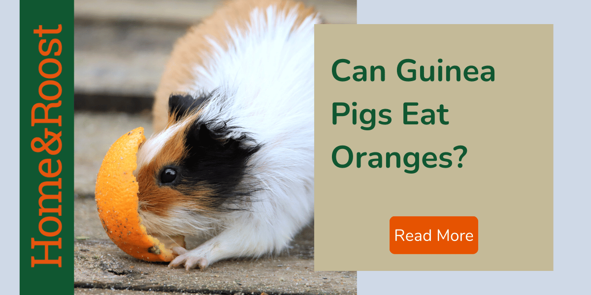 Can Guinea Pigs Eat Oranges? In Moderation, Yes They Can