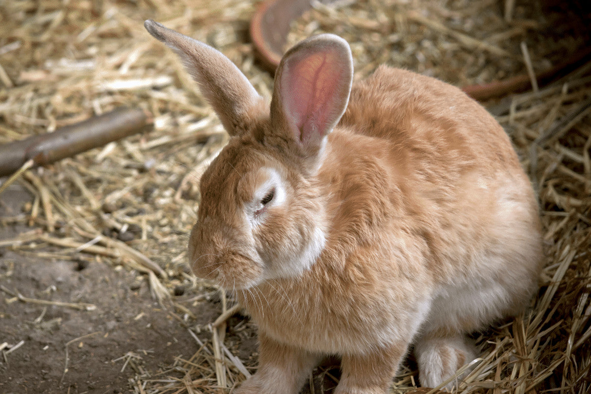How To Avoid Mould and Mildew in Your Rabbit Hutch