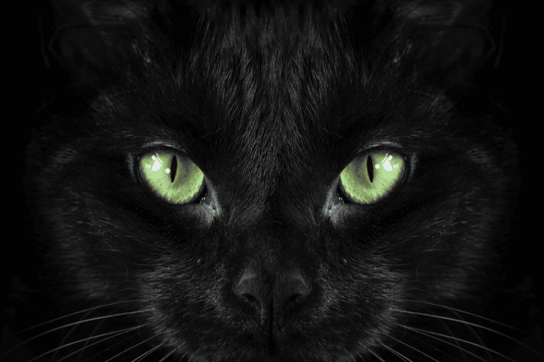 5 Fascinating Black Cat Facts For Halloween
