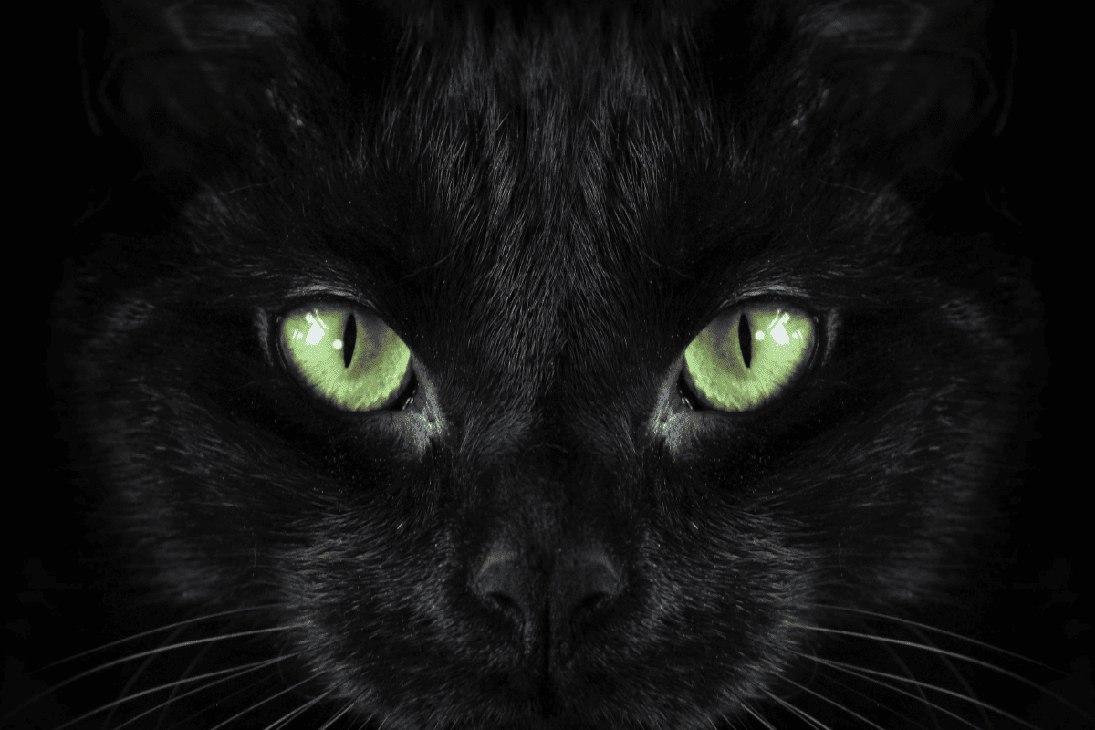 5 Fascinating Black Cat Facts For Halloween