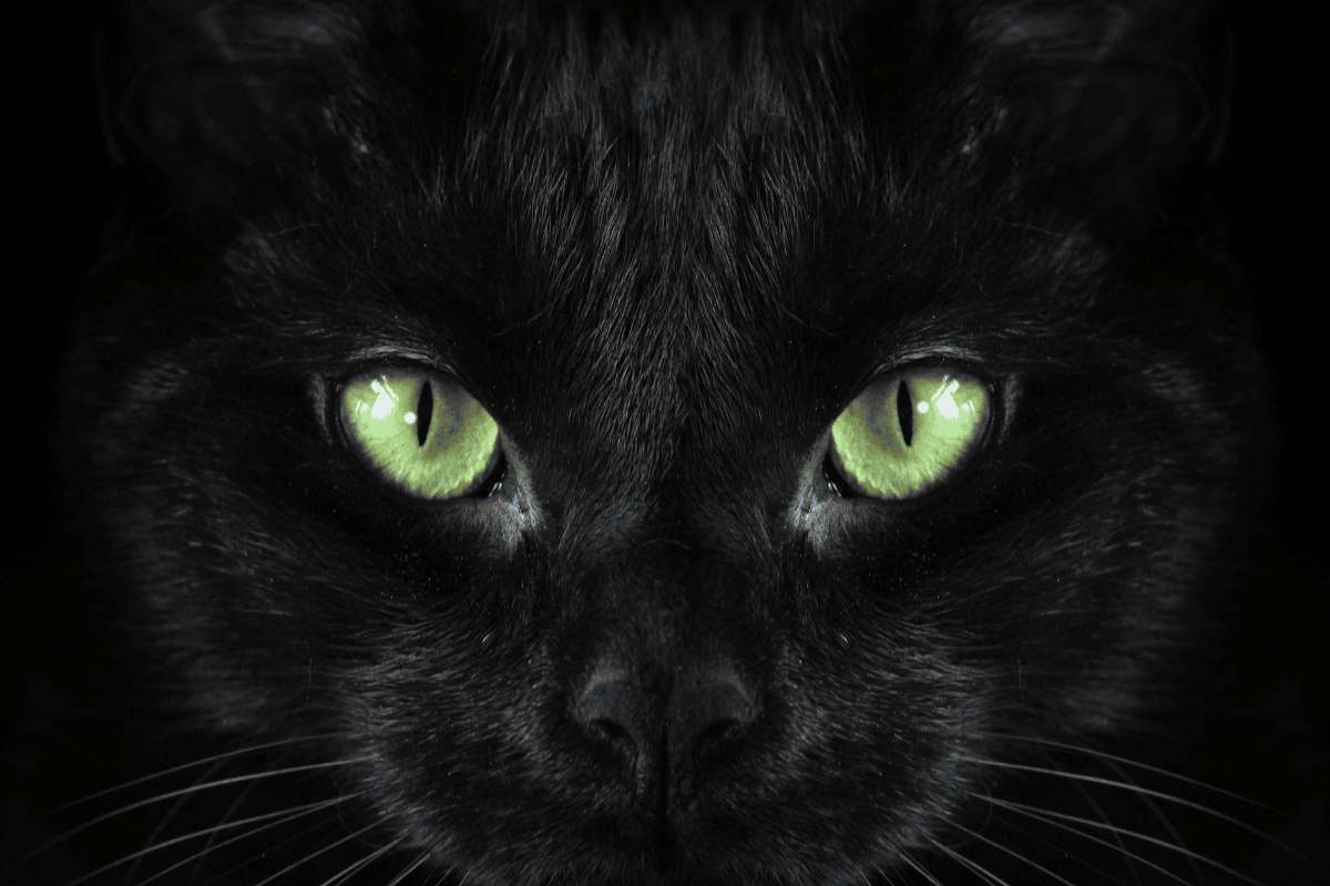 5 Fascinating Black Cat Facts For Halloween