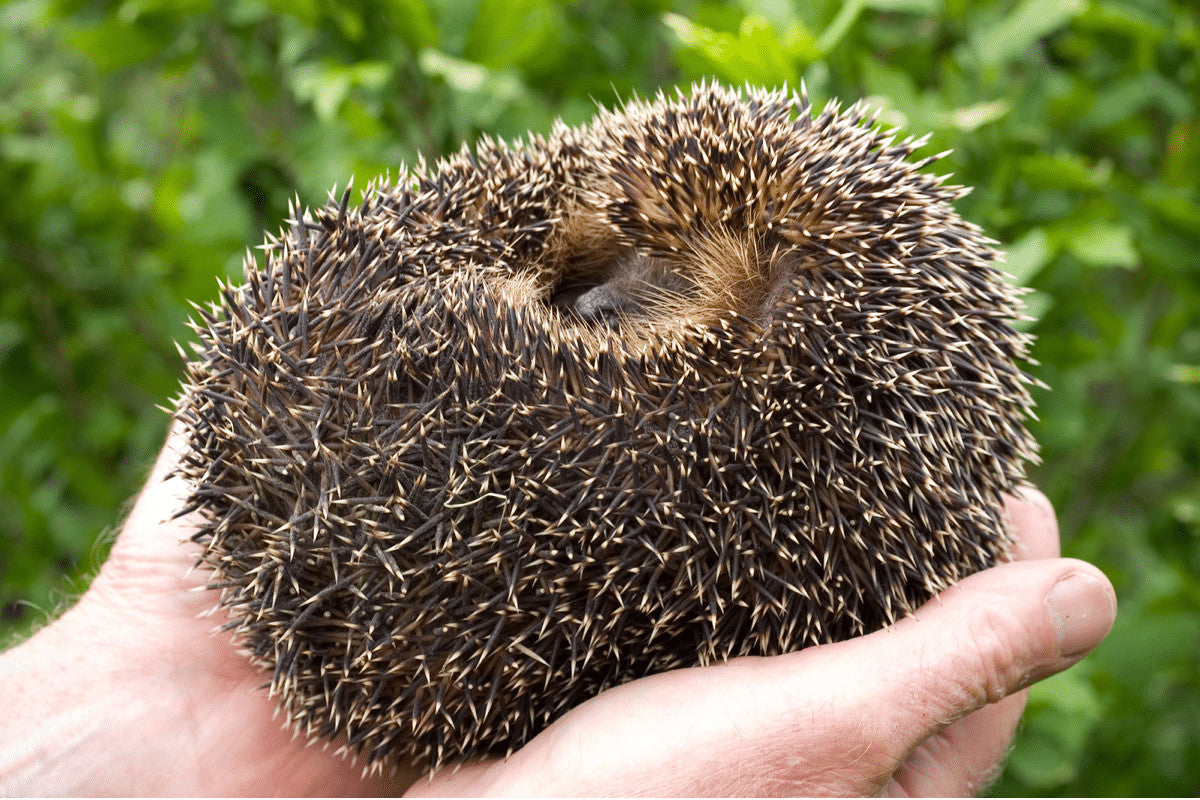 What Is a Healthy Weight For a Hedgehog?
