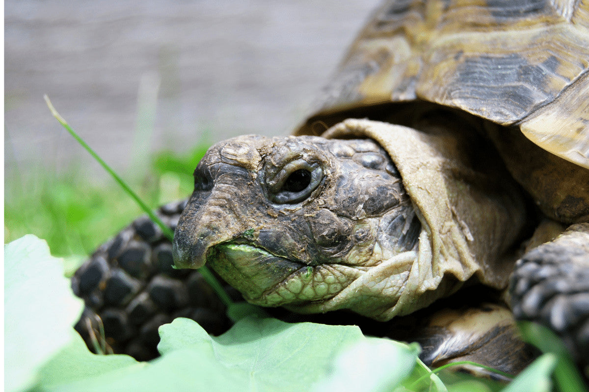 The Horsfield Tortoise (Agrionemys horsfieldii) Species Facts and Care Guide